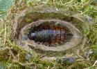Pudibonde ou Patte étendue (Calliteara pudibonda), cocon ouvert.