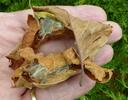 Pudibonde ou Patte étendue (Calliteara pudibonda), cocons dans feuilles roulées..