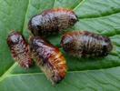 Pudibonde ou Patte étendue (Calliteara pudibonda), chrysalides, photo 1.