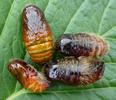Pudibonde ou Patte étendue (Calliteara pudibonda), chrysalides, photo 2.
