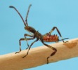 Punaise am&eacute;ricaine (Leptoglossus occidentalis)  larve, stade 2, photo 1