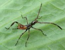 Punaise am&eacute;ricaine (Leptoglossus occidentalis) larve stade 2, photo 2