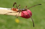 Punaise am&eacute;ricaine (Leptoglossus occidentalis) larve stade 2, photo 3