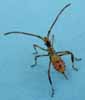 Punaise am&eacute;ricaine (Leptoglossus occidentalis) , fin du 2e stade larvaire, photo 1 