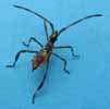 Punaise am&eacute;ricaine (Leptoglossus occidentalis), larve au stade 3, photo 3