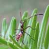 Punaise am&eacute;ricaine (Leptoglossus occidentalis), larve au stade 3, photo 1