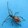 Punaise am&eacute;ricaine (Leptpglossus occidentalis) en fin de 3e stade, photo 1