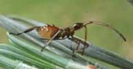 Punaise am&eacute;ricaine (Leptoglossus occidentalis) en fin de 3e stade larvaire, photo 3.