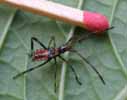 Punaise am&eacute;ricaine (Leptoglossus occidentalis)  4e stade larvaire, photo 1