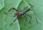Punaise am&eacute;ricaine (Leptoglossus occidentalis) 4e stade larvaire, photo 2