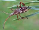 Punaise americaine (Leptoglossus occidentalis), larve au 5e stade, photo 1.