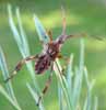 Punaise americaine (Leptoglossus occidentalis)  larve au 5e stade, photo 2.