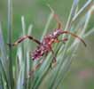 Punaise americaine (Leptoglossus occidentalis), larve au 5e stade, photo 4.