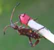 Punaise americaine (Leptoglossus occidentalis), larve au 5e stade sur allumette-echelle, photo 1