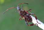 Punaise americaine (Leptoglossus occidentalis) larve au 5e stade sue allumette-echelle, photo 2.
