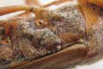 Punaise americaine (Leptoglossus occidentalis), localisation des glandes repugnatoires