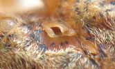 Punaise americaine (Leptoglossus occidentalis) détail de l'orifice des glandes repugnatoires.
