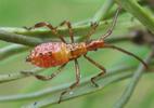 Punaise américaine (Leptoglossus occidentalis), larve au 3e stade, photo 1.