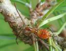 Punaise américaine (Leptoglossus occidentalis), larve au 3e stade, photo 2.