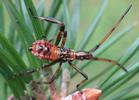Punaise américaine (Leptoglossus occidentalis), larve au 4e stade, photo 1.