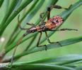 Punaise américaine (Leptoglossus occidentalis), larve au 4e stade, photo 2.