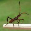 Punaise américaine (Leptoglossus occidentalis), larve au 4e stade, photo 3.