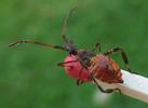 Punaise américaine (Leptoglossus occidentalis), larve au 4e stade, photo 6.