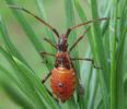 Punaise américaine (Leptoglossus occidentalis), larve au 4e stade, photo 4.