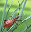 Punaise américaine (Leptoglossus occidentalis), larve au 4e stade, photo 5.