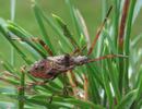 Punaise américaine (Leptoglossus occidentalis), larve au 5e stade, photo 1.