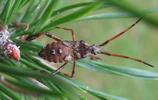 Punaise américaine (Leptoglossus occidentalis), larve au 5e stade, photo 2