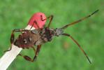 Punaise américaine (Leptoglossus occidentalis), larve au 5e stade, photo 3