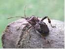 La punaise américaine (Leptoglossus occidentalis), adulte, photo 1