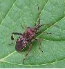 La punaise américaine (Leptoglossus occidentalis), adulte, photo 2