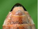 La punaise américaine (Leptoglossus occidentalis) extrémité abdominale du mâle
