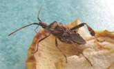 Punaise américaine (Leptoglossus occidentalis) sur pomme, photo 1