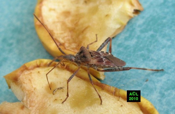 La Punaise Americaine Leptoglossus Occidentalis Biologie Morphologie Developpement