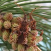 Leptoglossus occidentalis (punaise américaine), "attablée", photo 2
