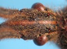 leptoglossus occidentalis (Punaise américaine), détail des yeux et des ocelles, photo 2