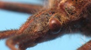 Leptoglossus occidentalis (Punaise américaines), détail des yeux et ocelles, photo 1