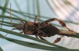 Leptoglossus occidentalis (Punaise am&eacute;ricaine) femelle en tain de pondre, photo 1