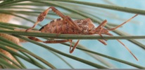 Leptoglossus occidentalis (Punaise am&eacute;ricaine) femelle en train de pondre, photo 3