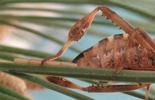 Leptoglossus occidentalis (punaise am&eacute;ricaine) d&eacute;tail d'une femelle en train de pondre , photo 2