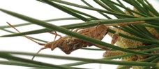 Leptoglossus occidentalis (Punaise am&eacute;ricaine) femelle en train de pondre, photo 2