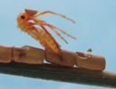 Punaise am&eacute;ricaine (Leptoglossus occidentalis), naissance, photo 5