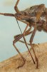 Punaise américaine (Leptoglossus occidentalis), rostre en action, photo 1