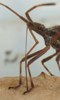 Punaise américaine (Leptoglossus occidentalis ), rostre en action, photo 2