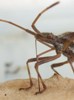 Punaise américaine (Leptoglossus occidentalis), rostre en action, photo 3
