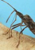 Punaise américaine (Leptoglossus occidentalis), mécanisme du rostre , photo 1