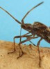 Punaise américaine (leptoglossus occidentalis), mécanisme du rostre, photo 2